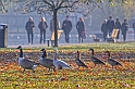 Modelli di comportamento (Regent's Park)